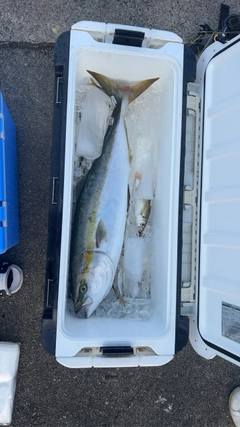 メジロの釣果