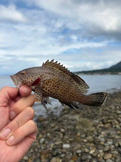 オオモンハタの釣果