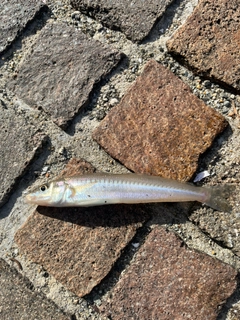 シロギスの釣果