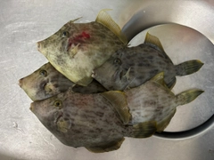 カワハギの釣果