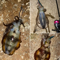 アオリイカの釣果