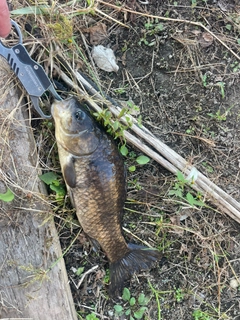 フナの釣果
