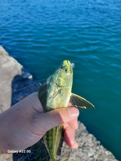 シイラの釣果