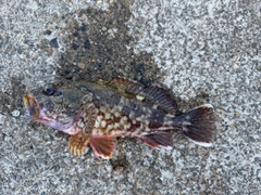 カサゴの釣果