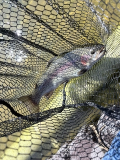 ニジマスの釣果