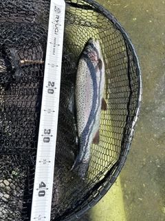 ニジマスの釣果