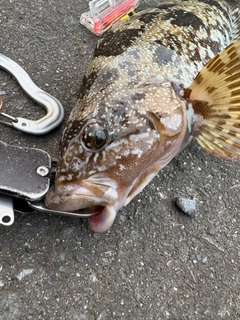 アイナメの釣果
