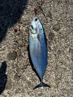 ソウダガツオの釣果