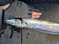 タチウオの釣果