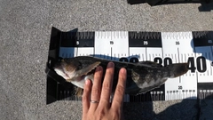 アイナメの釣果