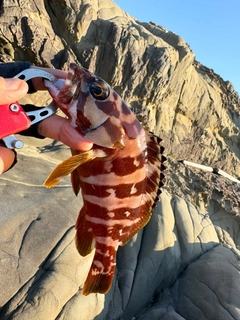 アカハタの釣果
