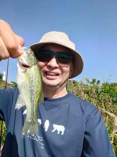 ラージマウスバスの釣果