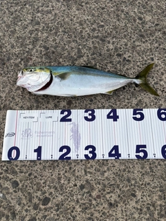 イナダの釣果