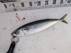 サバの釣果