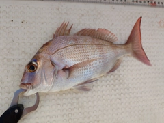 マダイの釣果