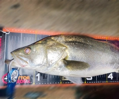 シーバスの釣果