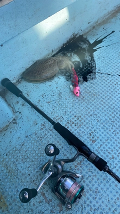 コウイカの釣果