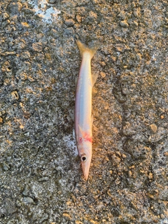 カマスの釣果