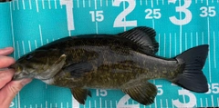 スモールマウスバスの釣果