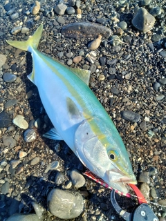 イナダの釣果