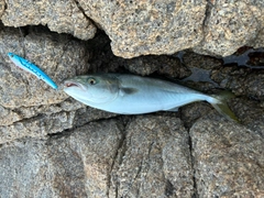 ヤズの釣果