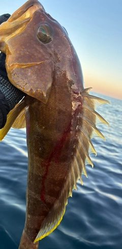 アオハタの釣果