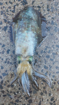 アオリイカの釣果