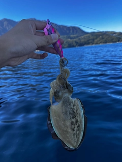 モンゴウイカの釣果