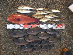 グレの釣果