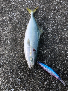 イナダの釣果