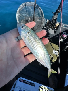 アオアジの釣果