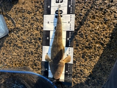 マゴチの釣果