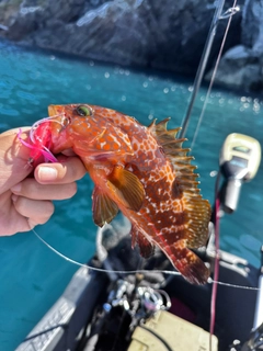 キジハタの釣果