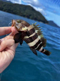 アオハタの釣果