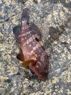 キジハタの釣果