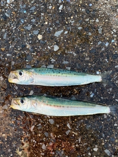 マイワシの釣果