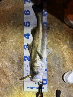 スズキの釣果