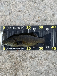 スモールマウスバスの釣果