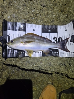 イサキの釣果