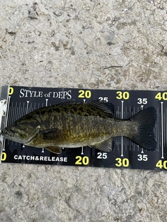 スモールマウスバスの釣果