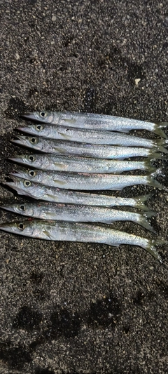 カマスの釣果
