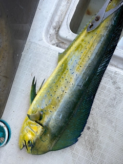 シイラの釣果