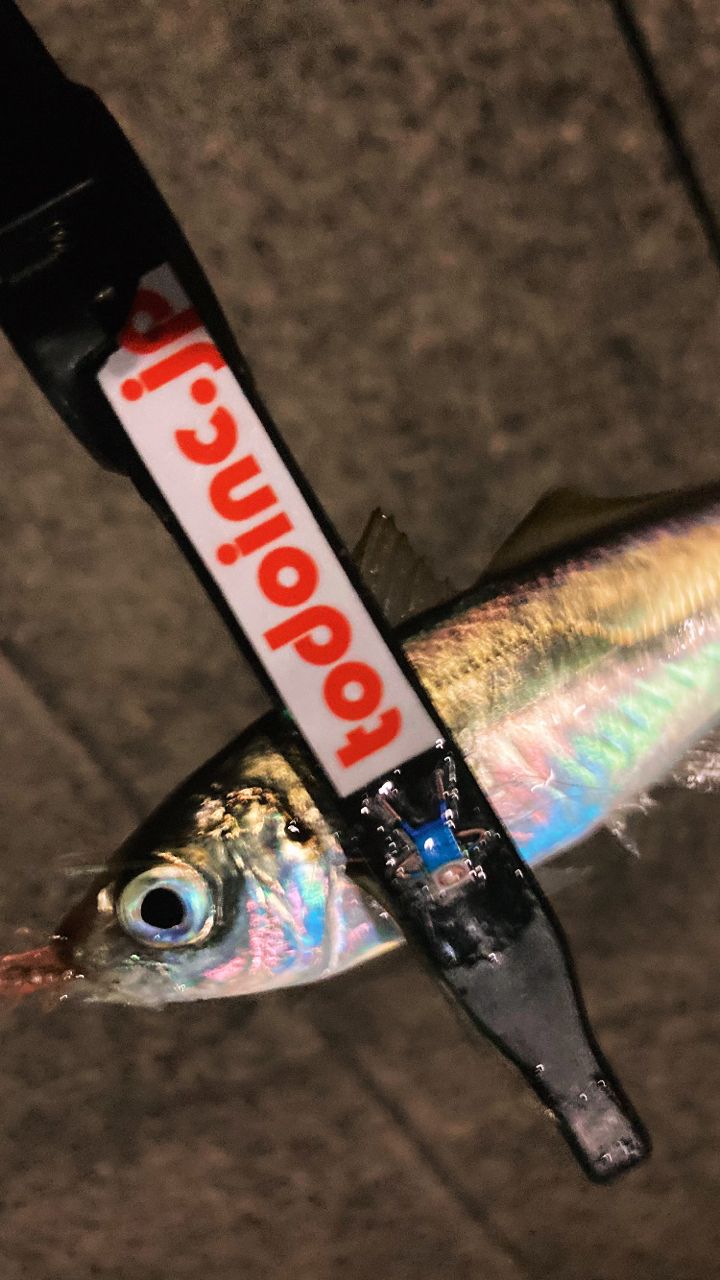 Gamakatsu ラグゼ 宵姫 爽 S58FL-solidの最安値・インプレ・釣果