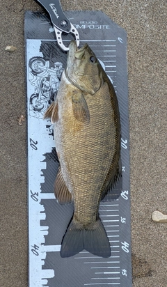 スモールマウスバスの釣果