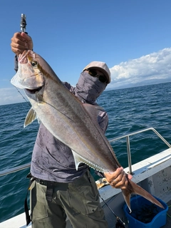 カンパチの釣果
