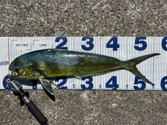 シイラの釣果