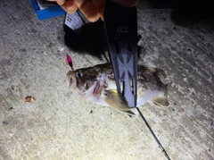 ソイの釣果