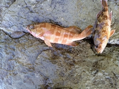 アカハタの釣果