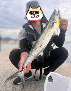 サゴシの釣果