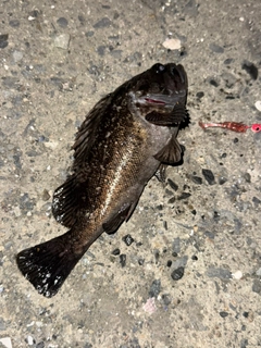 クロソイの釣果